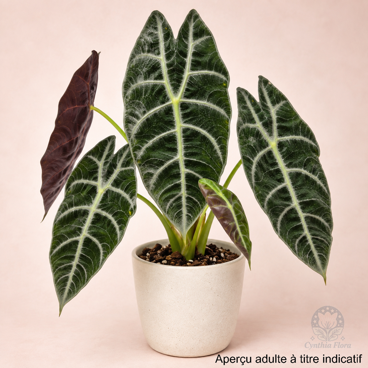 Alocasia Watsoniana Lightning