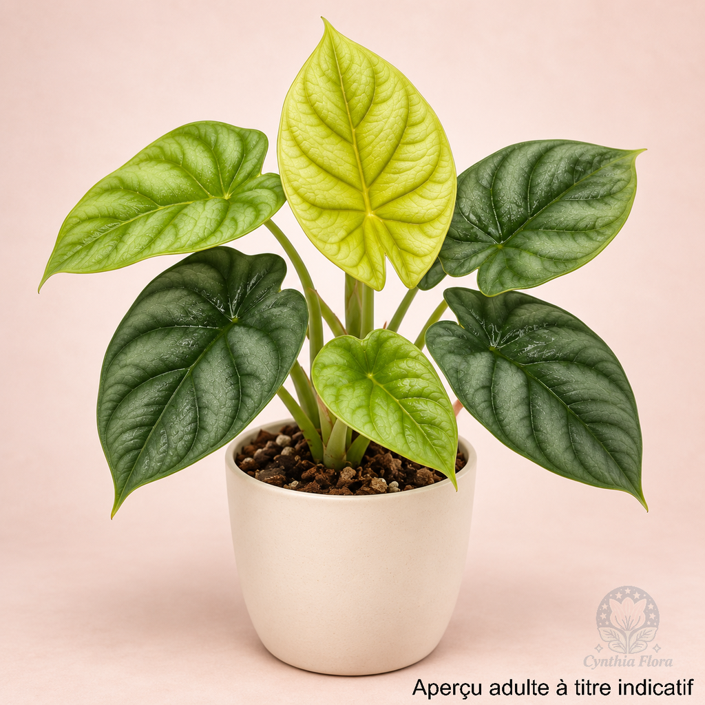 Alocasia Dragon Doré