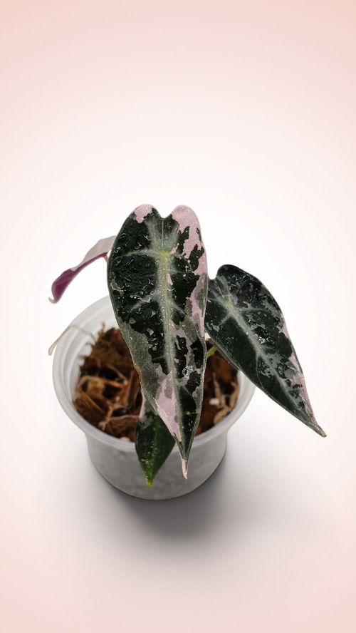 Alocasia Bambino Pink