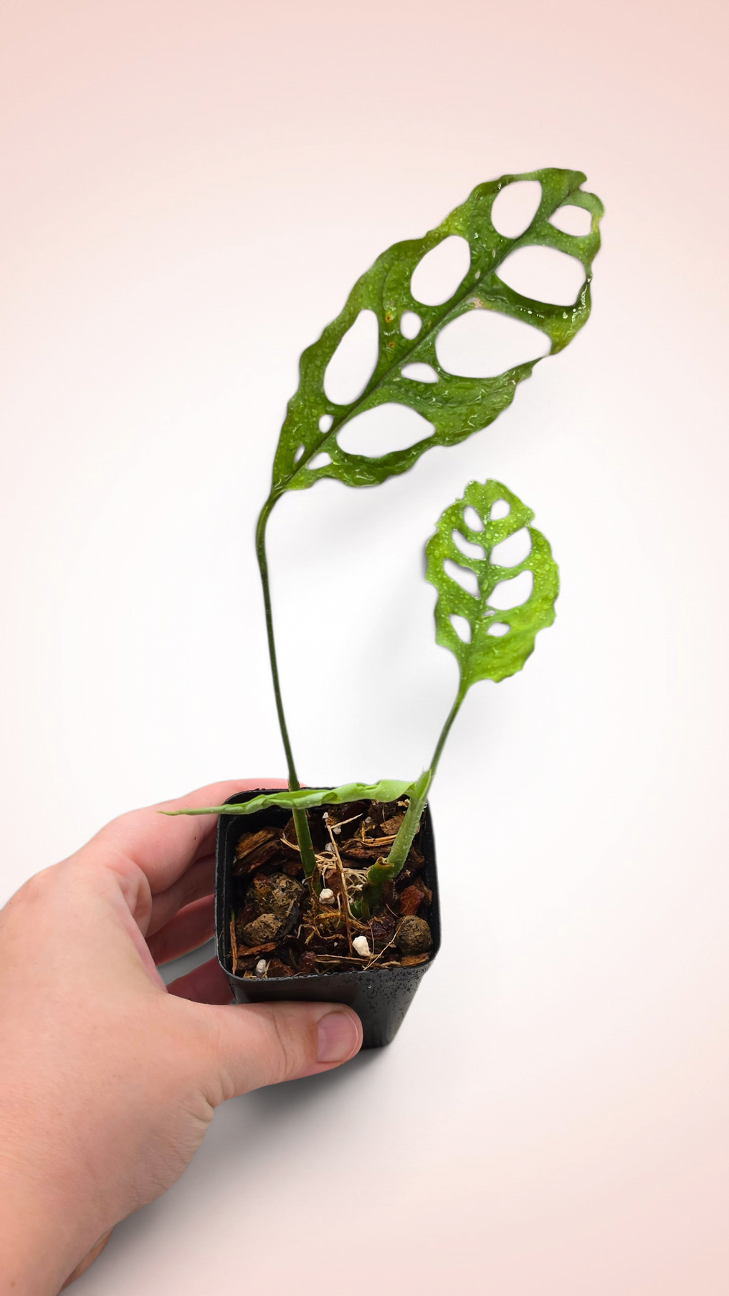 Monstera Obliqua