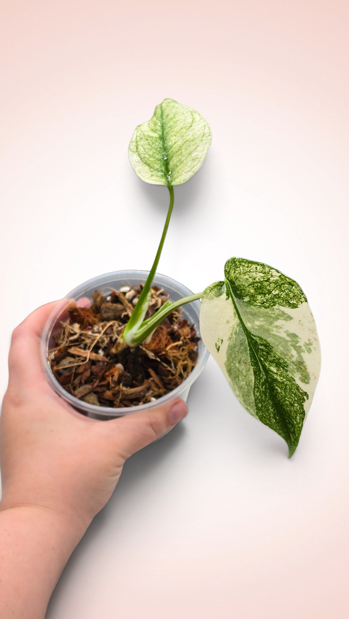 Monstera White Monster