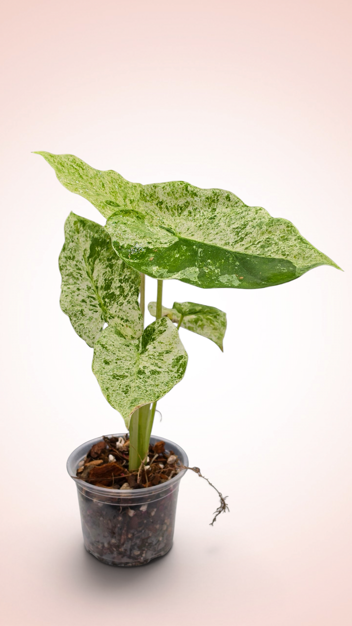 Alocasia Blizzard