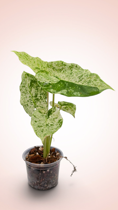 Alocasia Blizzard