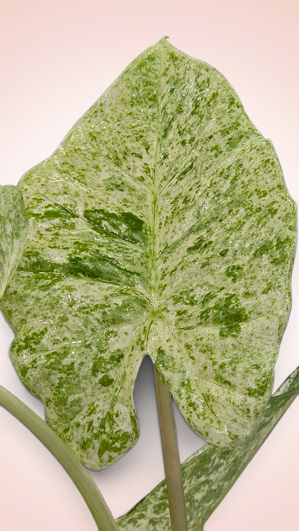 Alocasia Blizzard