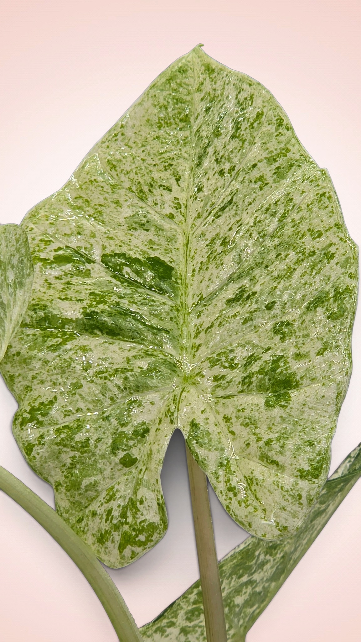 Alocasia Blizzard