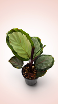 Calathea Northern Ligths