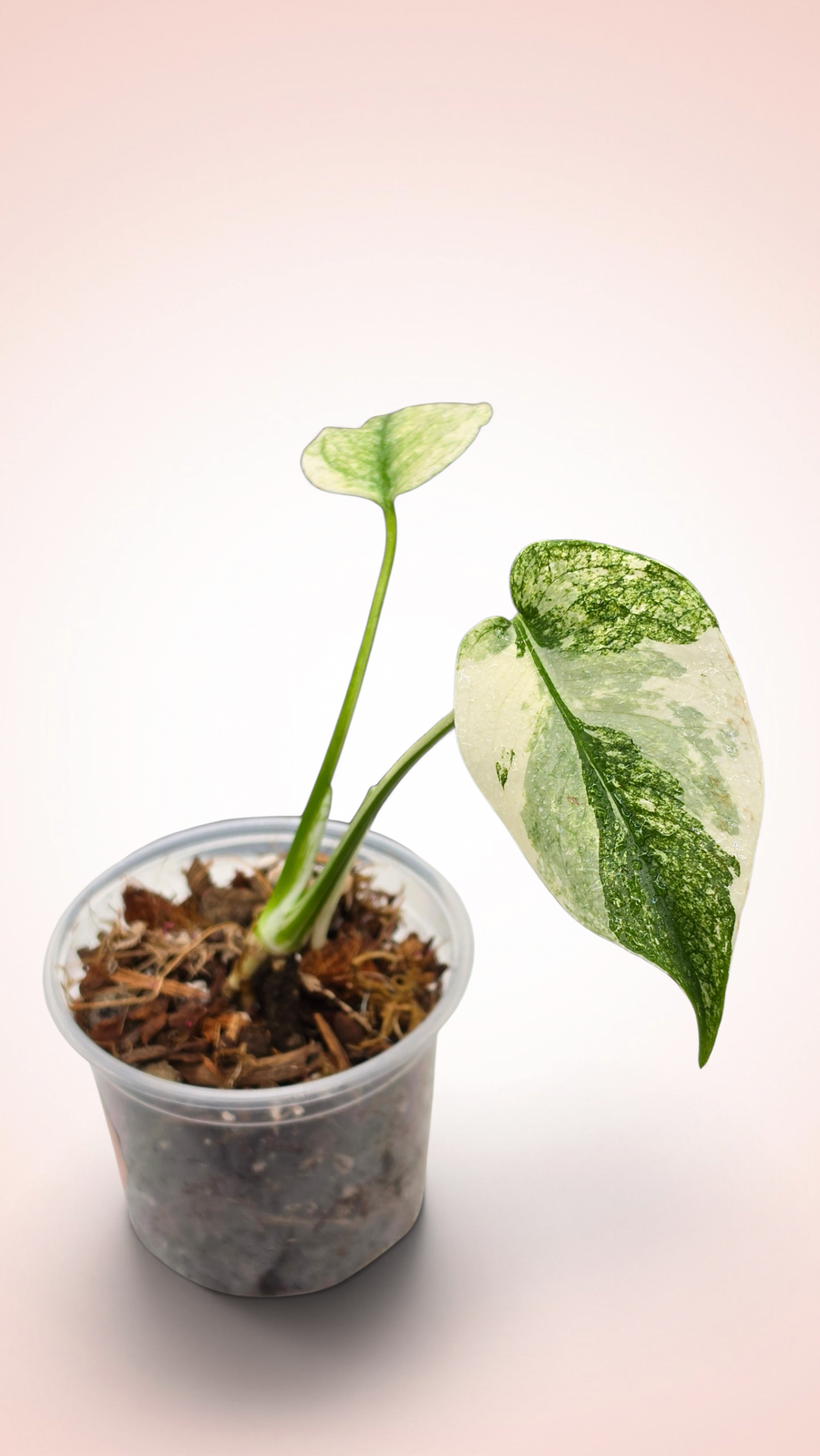 Monstera White Monster
