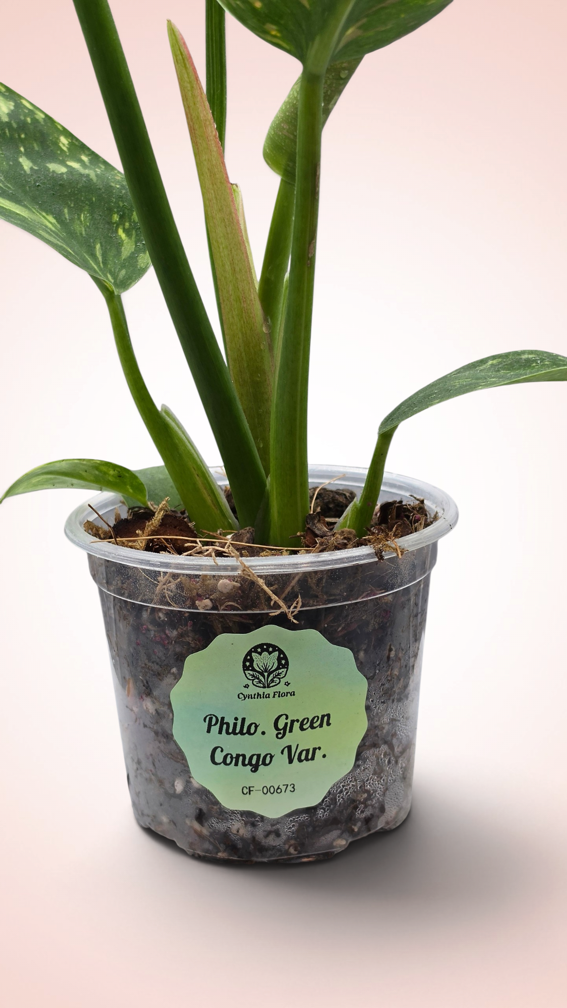 Philodendron Green Congo Variegated