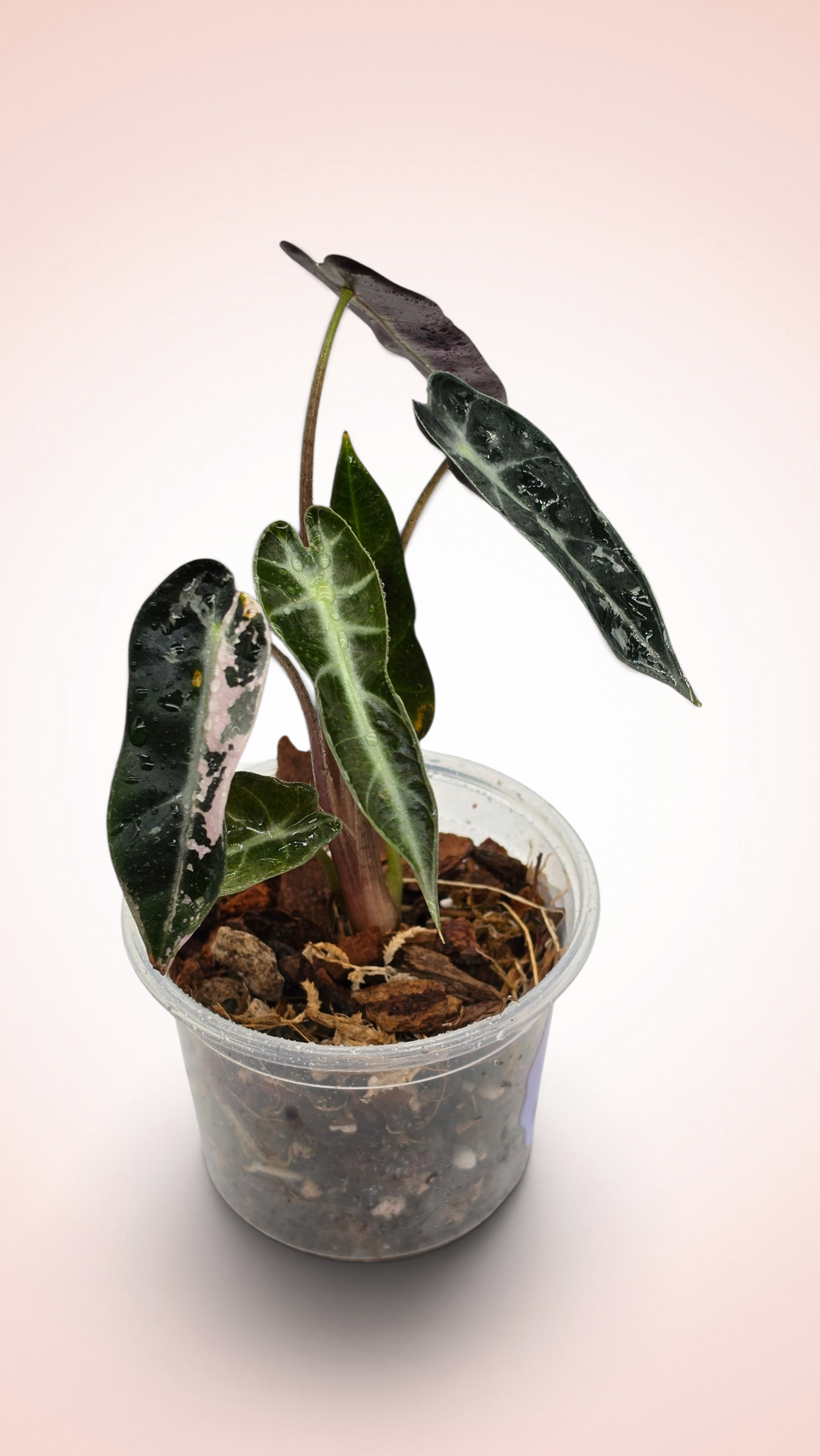 Alocasia Bambino (possible revert)