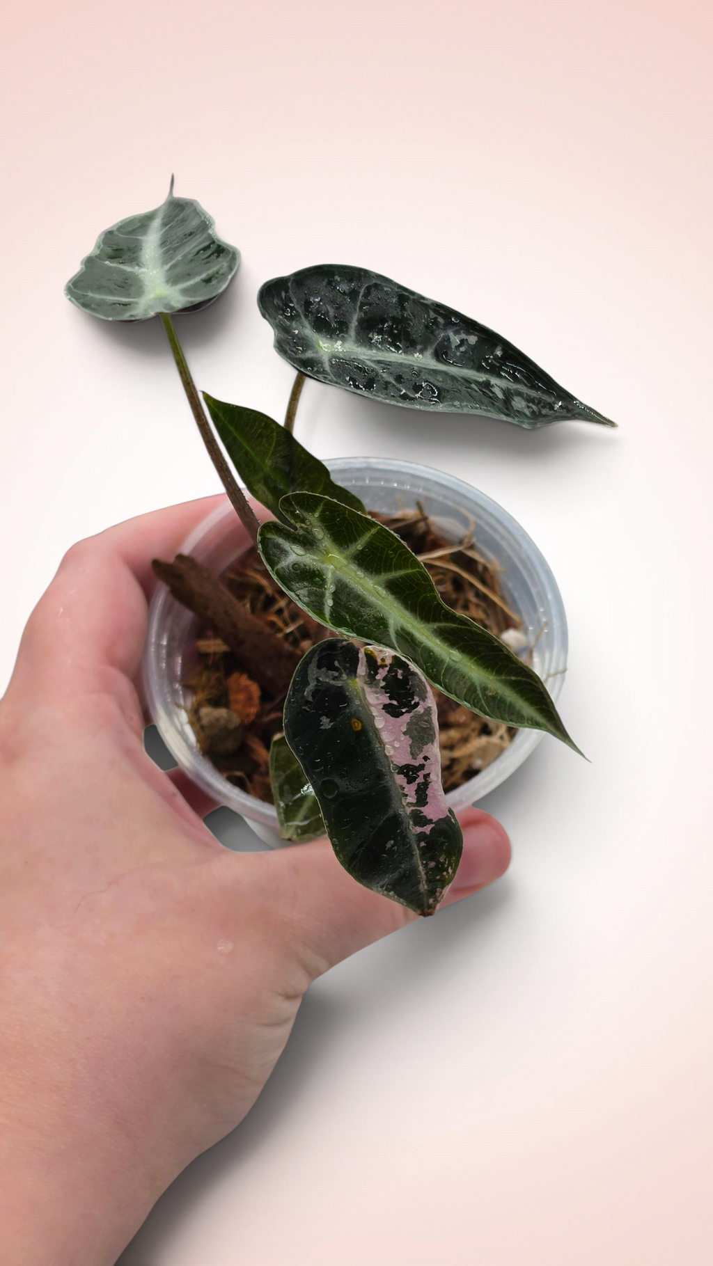Alocasia Bambino (possible revert)
