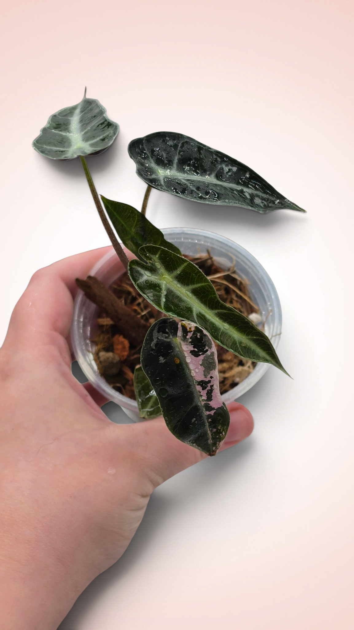 Alocasia Bambino (possible revert)