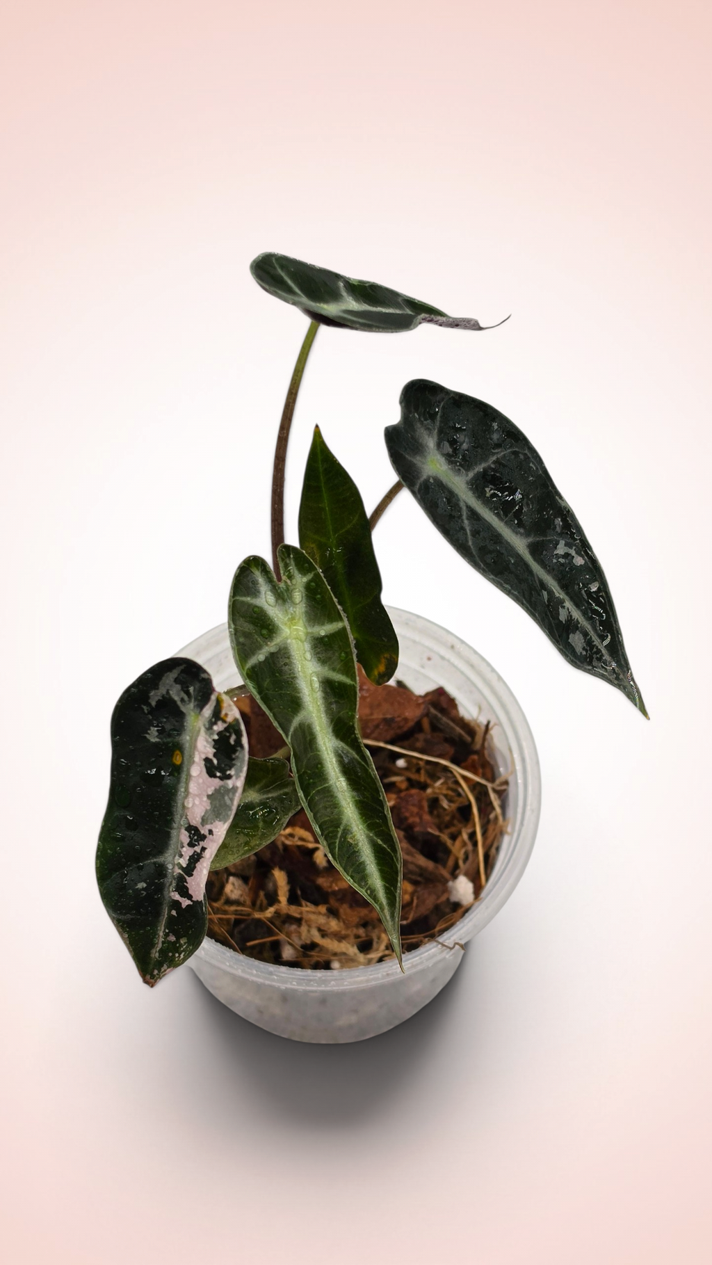 Alocasia Bambino (possible revert)