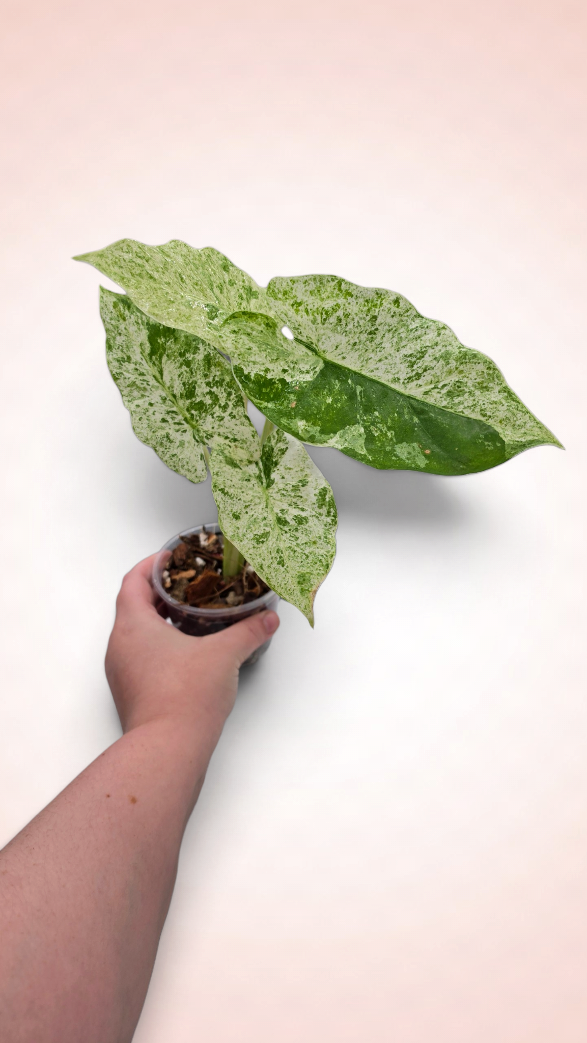Alocasia Blizzard