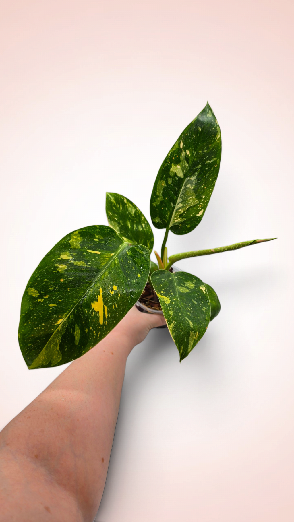 Philodendron Green Congo Variegated