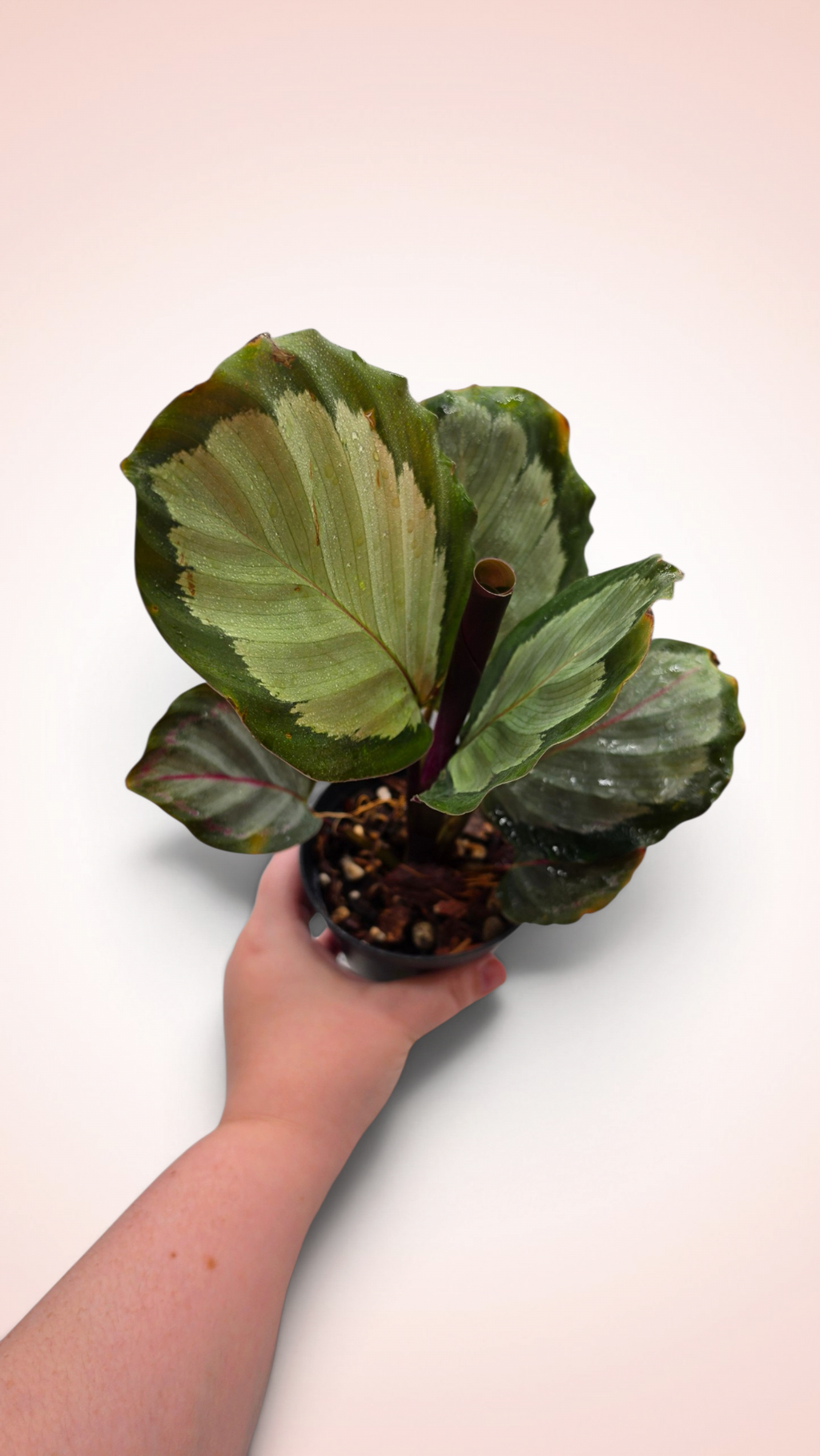 Calathea Northern Ligths