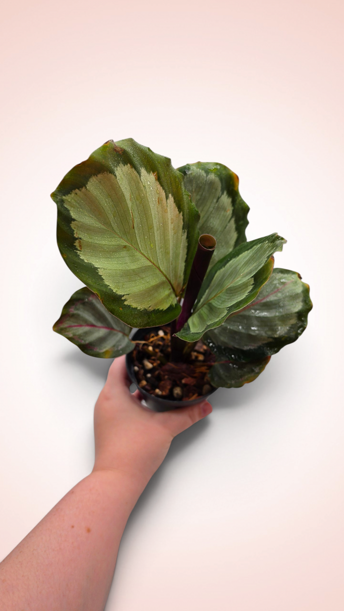 Calathea Northern Ligths