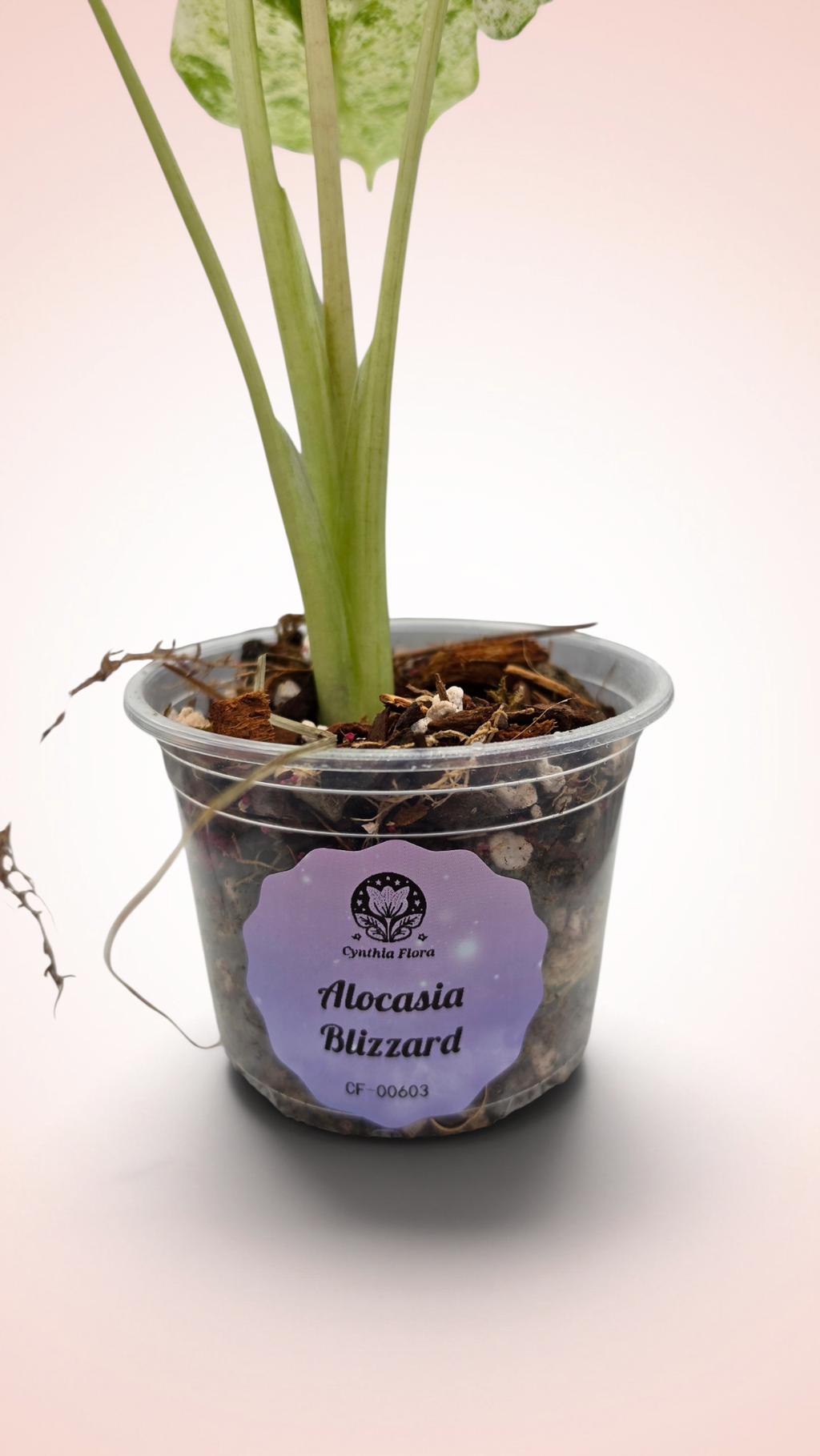 Alocasia Blizzard