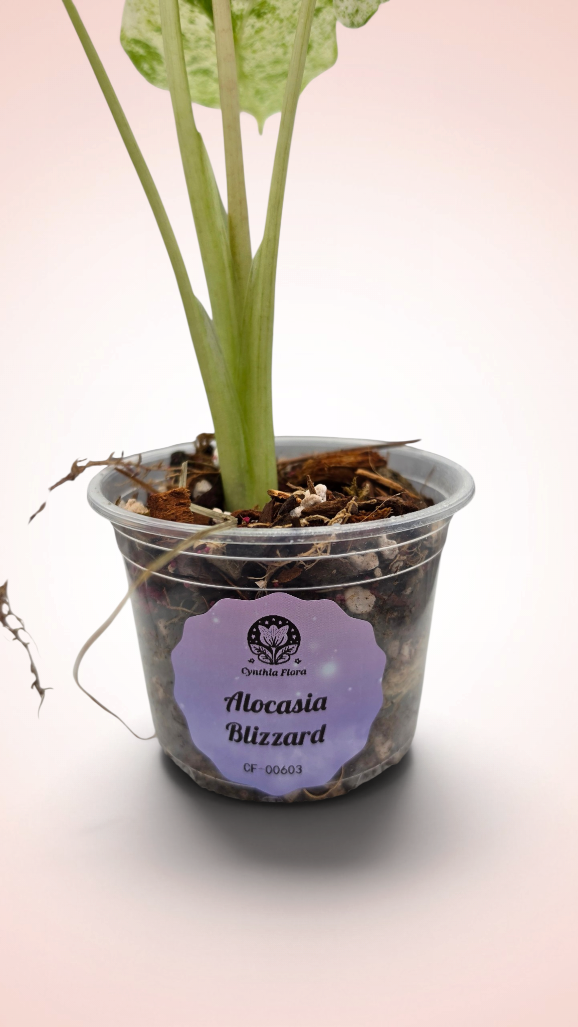 Alocasia Blizzard
