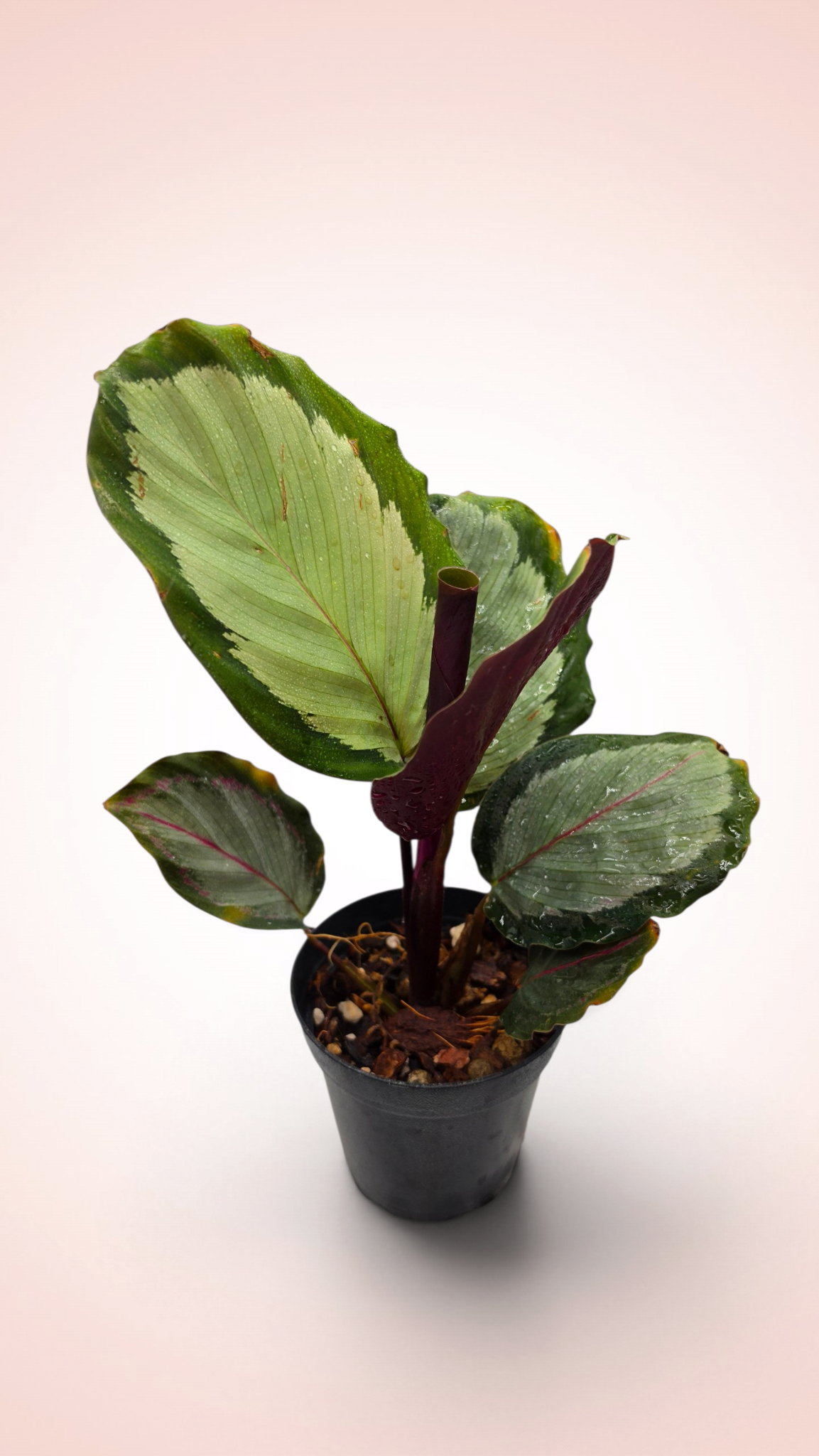 Calathea Northern Ligths