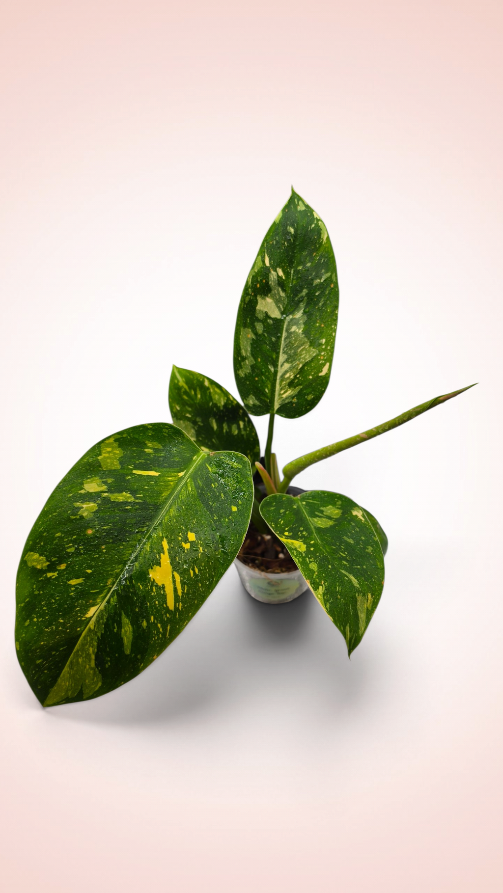 Philodendron Green Congo Variegated