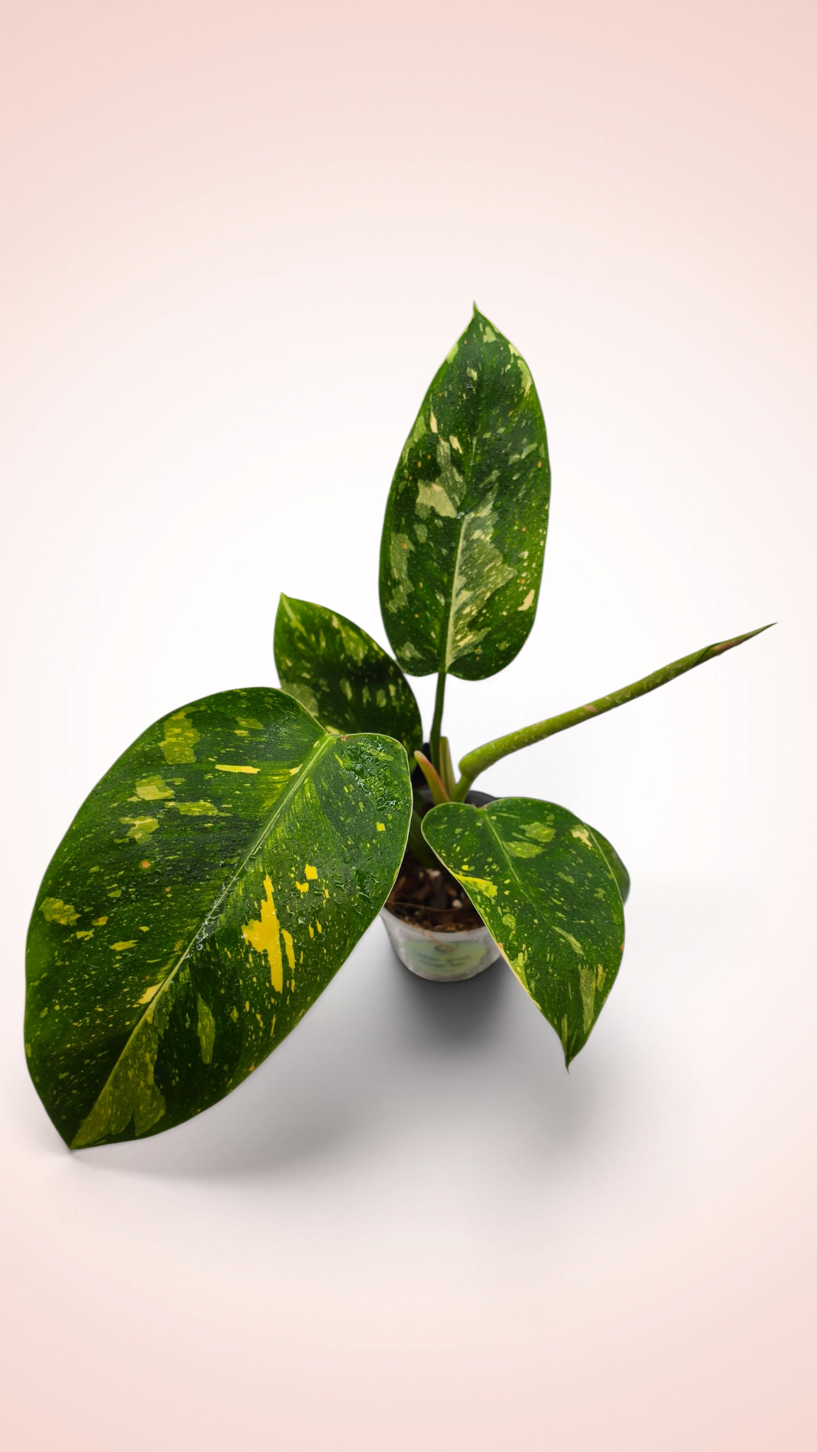 Philodendron Green Congo Variegated