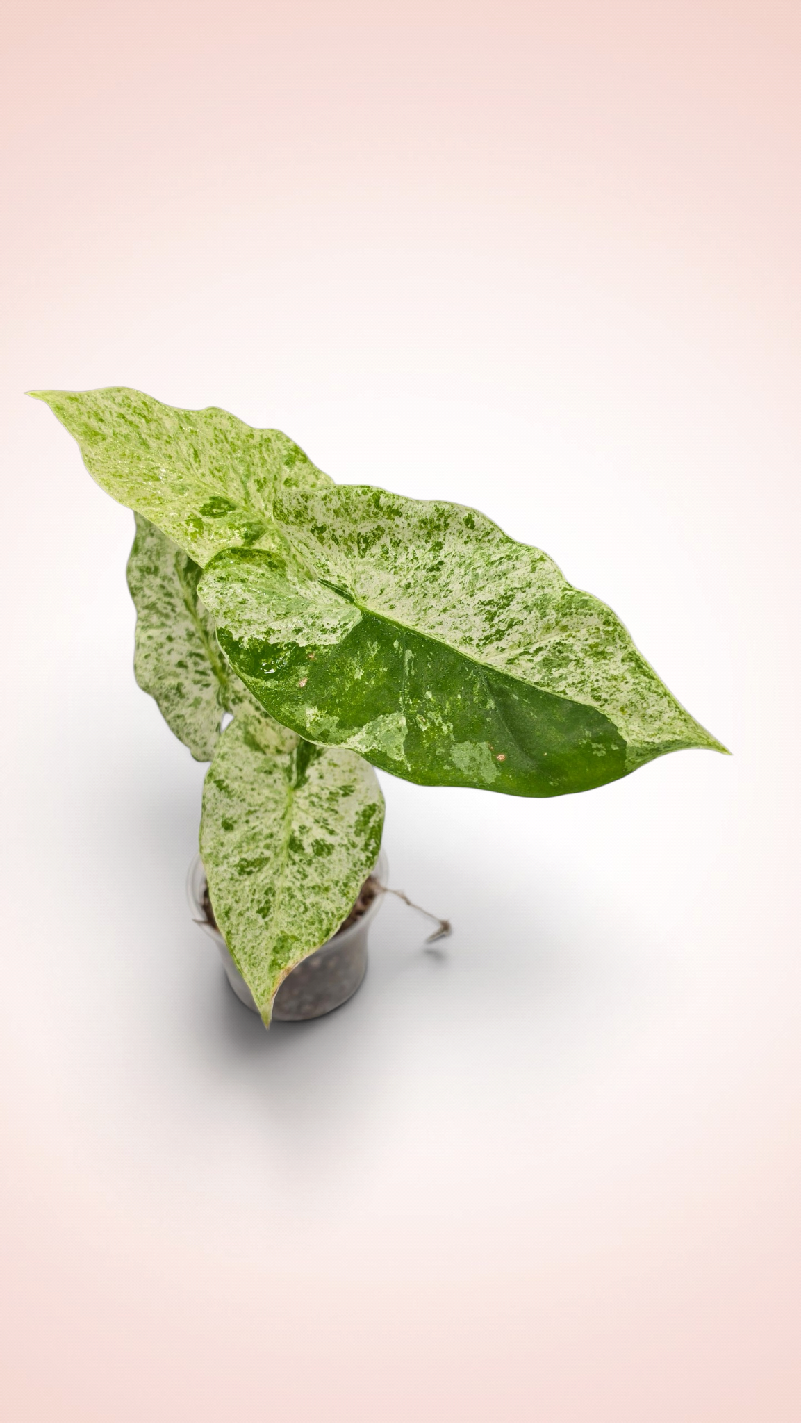 Alocasia Blizzard