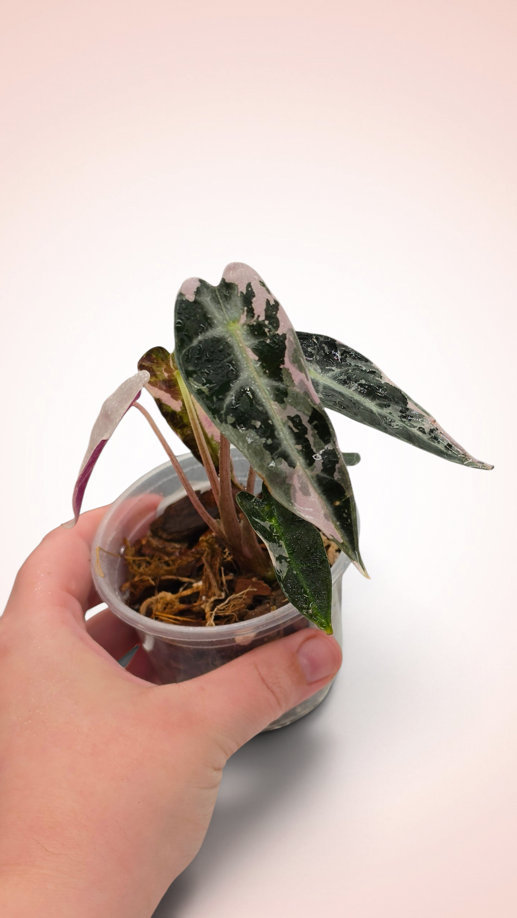 Alocasia Bambino Pink
