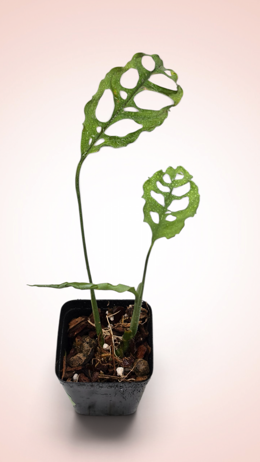Monstera Obliqua