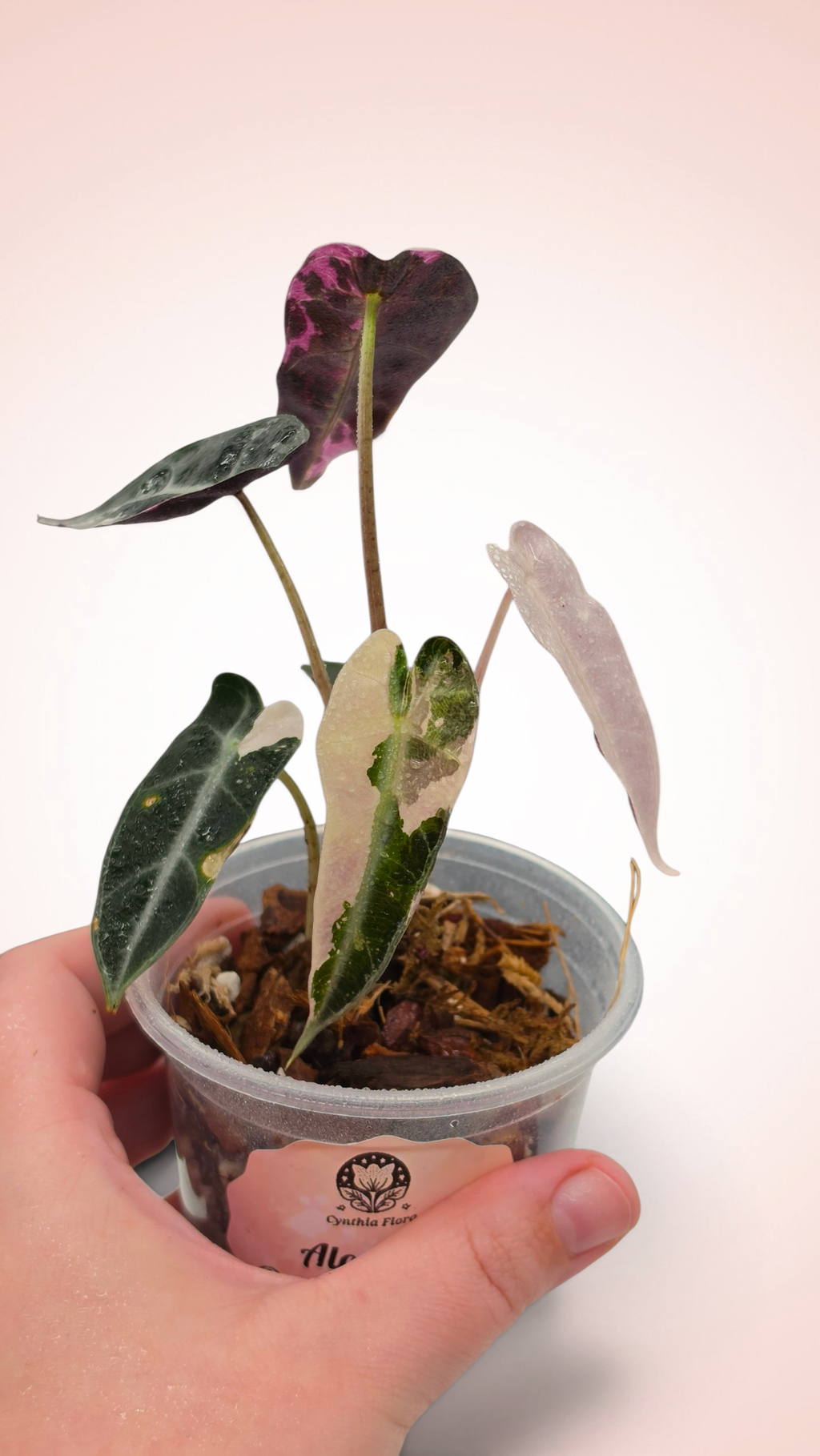 Alocasia Bambino Pink