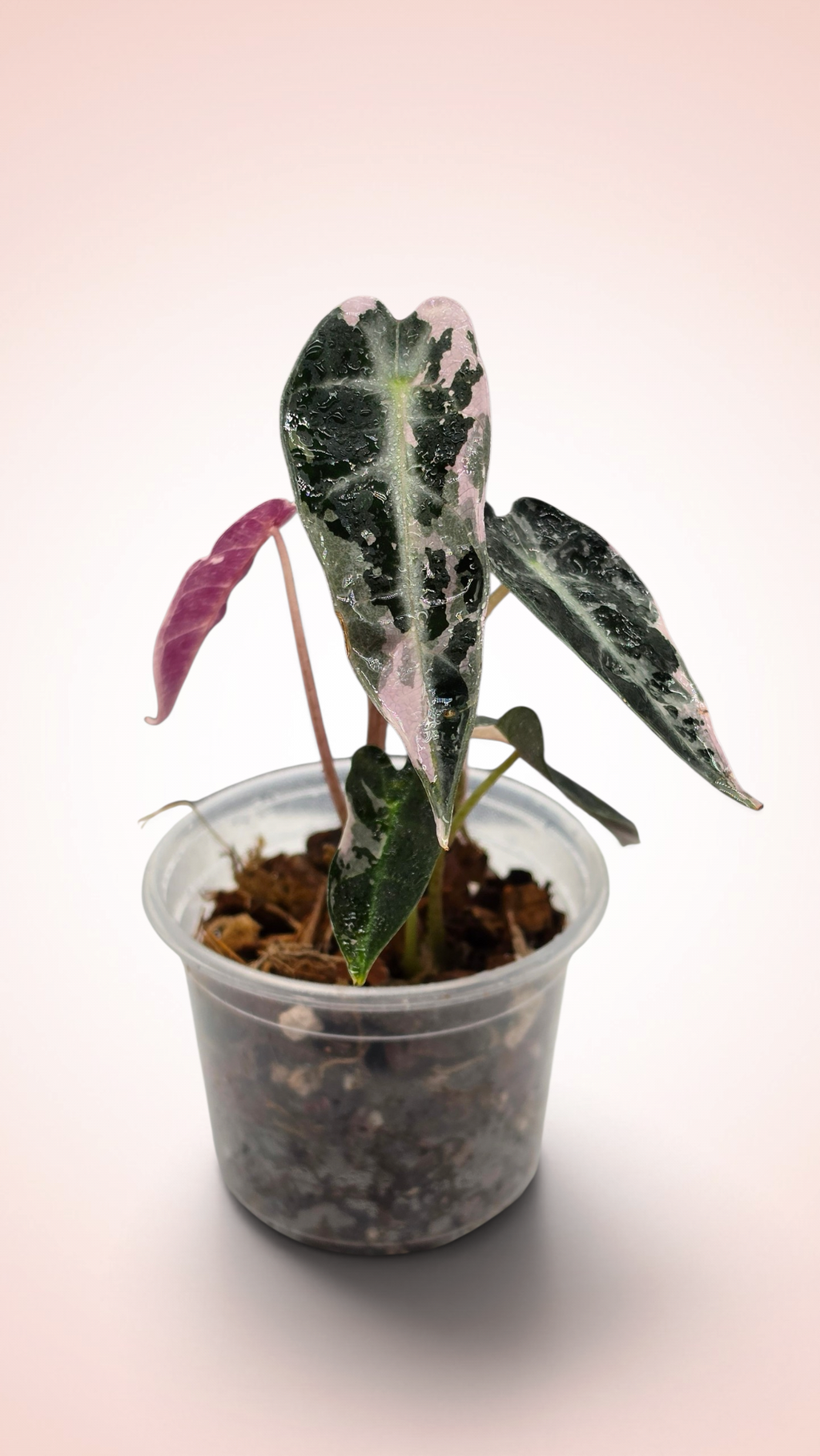 Alocasia Bambino Pink